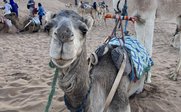 Ein neugieriges Kamel sitzt im Sand, während im Hintergrund weitere Kamele und Menschen zu sehen sind, die sich vorbereiten.