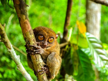 Ein Tarsier sitzt auf einem Baumstamm und schaut neugierig mit großen, runden Augen in die Kamera.