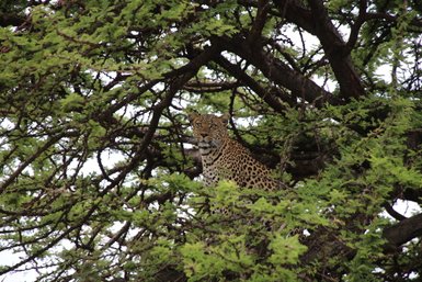 Ein Gepard sitzt hoch oben in einem Baum, umgeben von dichten, grünen Ästen und schaut aufmerksam in die Umgebung.