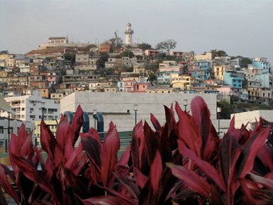 Bunte Häuser auf einem Hügel in Guayaquil, umgeben von üppigen roten Pflanzen im Vordergrund.