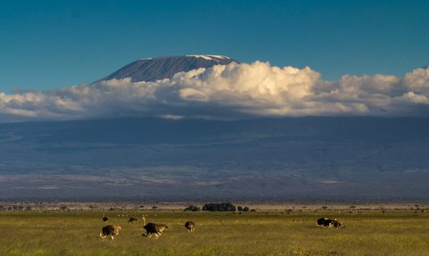 Im Vordergrund sind mehrere Strauße zu sehen, während der majestätische Kilimandscharo im Hintergrund von Wolken umgeben ist.