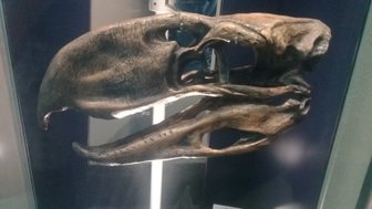 Ein Fossil eines großen Meeresbewohners, das in einem Ausstellungsstück im Biomuseo von Panama präsentiert wird.