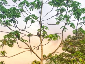 Faultier hängt gemütlich in einem Baum im Tortuguero Nationalpark – Costa Rica Familienreise