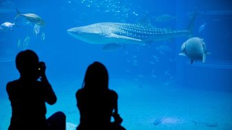 Zwei Personen sitzen am Rand eines Aquariums und beobachten einen majestätischen Walhai, der durch das Wasser schwimmt.