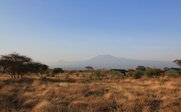 Eine weite Savannenlandschaft mit hohem Gras, im Hintergrund erhebt sich der majestätische Kilimandscharo unter einem klaren Himmel.