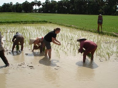 Eine Gruppe von Menschen pflanzt Reis in einem feuchten Feld, während die Sonne auf die grüne Landschaft scheint.