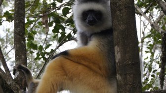 Ein Sifaka sitzt entspannt auf einem Ast, umgeben von üppigem Grün und zeigt seine auffälligen gelben Beine.