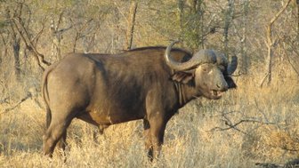 Büffel steht aufmerksam in der offenen Landschaft Südafrikas – Südafrika Reise mit Kindern