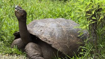 Eine große Schildkröte liegt im hohen Gras und hebt ihren Kopf, während sie die Umgebung aufmerksam beobachtet.