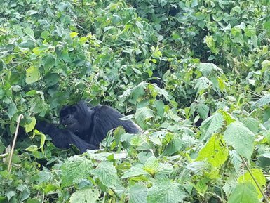 Ein Gorilla versteckt sich zwischen dichten grünen Blättern, während er genüsslich an Pflanzen knabbert.