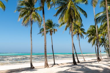 Eine malerische Strandlandschaft mit hohen Palmen, die sanft im Wind wiegen, vor einem klaren blauen Himmel.