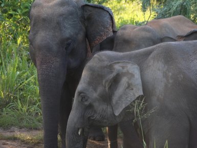Nahaufnahme eines Elefanten im Minneriya Nationalpark vor grünem Hintergrund – Sri Lanka Reise mit Kindern