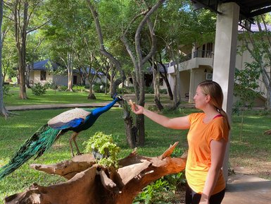 Eine Frau füttert einen prächtigen Pfau in einem grünen Garten, umgeben von Bäumen und einem ruhigen Ambiente.