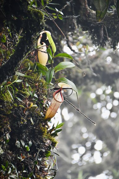 Kannenpflanzen mit geöffneter Kanne im Mossy Forest – Malaysia & Borneo Reise mit Kindern