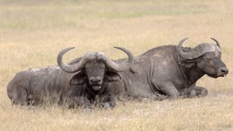 Zwei afrikanische Büffel liegen entspannt im hohen Gras, während die Sonne auf die weite Savanne scheint.