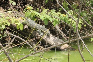 Waran liegt ruhig am Ufer eines Gewässers in Tansania – Tansania Reise mit Kindern