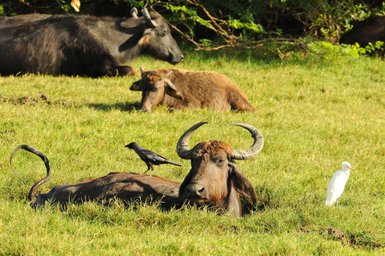 Hausbüffel ruht entspannt im satten grünen Gras der sri-lankischen Landschaft – Sri Lanka Reise mit Kindern
