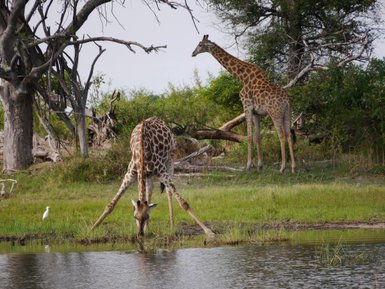 Eine Giraffe beugt sich über das Wasser, um zu trinken, während eine andere im Hintergrund steht und die Umgebung beobachtet.