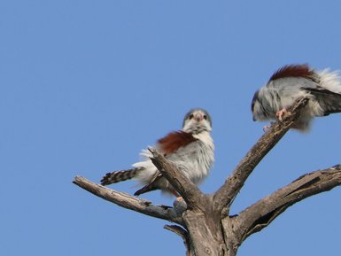 Zwei junge Falken sitzen auf einem Baum und beobachten die Umgebung - Namibia mit Jugendlichen