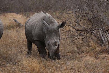 Großes Nashorn steht in der trockenen Savanne im Kruger Nationalpark – Südafrika Familienreise