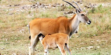 Eine Springbockmutter stillt ihr Jungtier - Namibia mit Jugendlichen