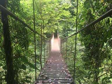 Eine schmale Hängebrücke führt durch einen dichten Wald, umgeben von üppigem Grün und herabfallenden Blättern.