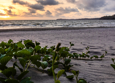 Grüne Pflanzen ranken sich über den sandigen Strand, während die Sonne hinter dem Horizont untergeht und den Himmel erleuchtet.