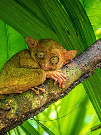 Ein süßer Tarsier mit großen grünen Augen sitzt entspannt auf einem Baumstamm, umgeben von üppigem Blätterwerk.