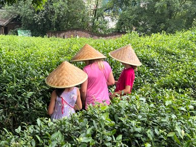 Kinder erleben die traditionelle Teekultur beim Pflücken von Teeblättern in Guilin – China Reise mit Kindern