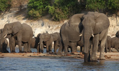 Eine Herde von Elefanten steht am Ufer eines Gewässers, umgeben von grünen Bäumen und sandigem Boden.