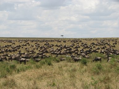Eine riesige Herde von Gnus durchquert die weite Savanne, umgeben von hohem Gras und einem strahlend blauen Himmel.