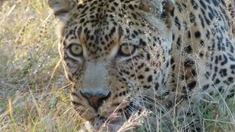 Wachsam blickender Leopard mit geöffneten Augen in der Wildnis Südafrikas – Südafrika Familienreise