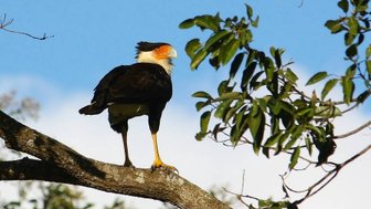 Wachsam sitzender Karakara-Vogel auf einem Ast – Costa Rica mit Kindern
