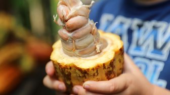 Unverarbeitete Kakaobohnen während der Don Juan Kaffee- und Kakao-Tour – Costa Rica Reise mit Kindern