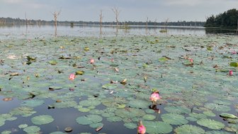 Landschaft mit Seerosen in Kambodscha - Familienreise nach Kambodscha