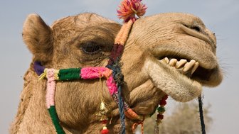 Ein naher Blick auf ein Kamel mit bunten Halfter und einer fröhlichen Miene, das in die Kamera schaut.