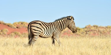 Ein Zebra steht ruhig in der Landschaft - Namibia Urlaub mit Kindern