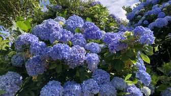 Ein üppiger Strauch mit blauen Hortensien blüht unter einem strahlend blauen Himmel, umgeben von grünem Laub.