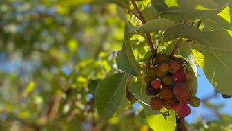 Ast mit Frucht Trekkingpfad in Ajloun - Jordanien Urlaub mit Kindern