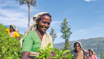 Teepflückerinnen ernten von Hand frische Teeblätter in den grünen Teeplantagen Sri Lankas – Sri Lanka Familienreise