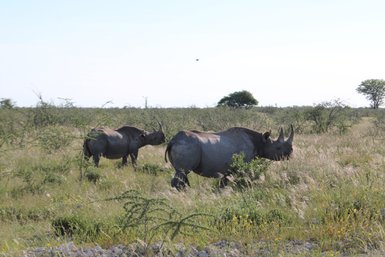 Nashörner im Etosha Nationalpark - Namibia Familienurlaub