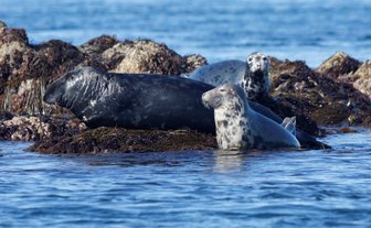 Seehunde Etoc Archipelago - Bretagne mit Kindern