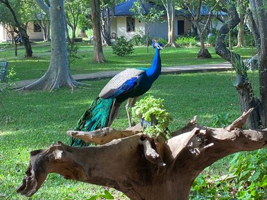 Ein prächtiger Pfau steht auf einem Baumstamm, umgeben von üppigem Grün und sanften Lichtstrahlen im Hintergrund.