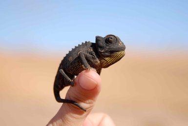 Chamäleon Living Desert Tour - Namibia Rundreise mit Kindern