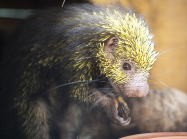 Tier im Jaguar Rescue Center – Costa Rica Familienreise