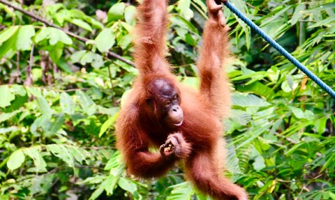 Ein Orang-Utan klettert durch ein Seilnetz im Semenggoh Wildlife Center – Malaysia & Borneo Reise mit Kindern