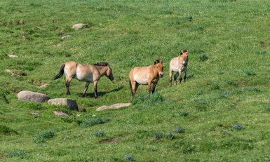 Drei Wildpferde grasen friedlich auf einer grünen Wiese, umgeben von bunten Blumen und großen Steinen.