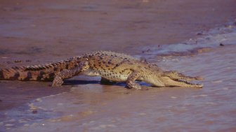 Krokodil bewegt sich vom Flussufer ins Wasser – Costa Rica mit Kindern