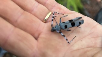 Eine Hand hält einen großen, grauen Käfer mit schwarzen Punkten und langen Antennen, umgeben von einem verschwommenen Waldhintergrund.