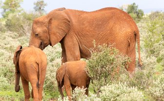 Eine Elefantenfamilie steht in einem grünen Gebüsch